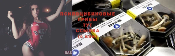 стаф Зерноград
